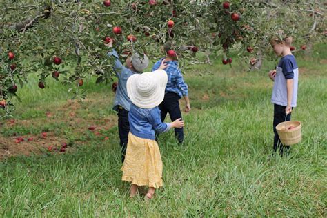 kids picking apples-26 - Raising Roberts