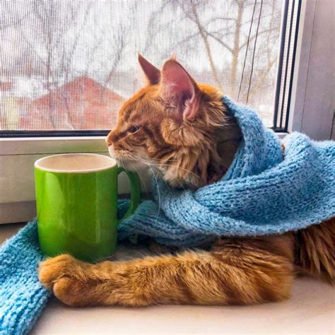 7 Tips On How To Keep Indoor Cats Warm In Winter Top Cat Breeds