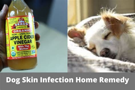 How Can I Treat My Dogs Skin Infection At Home
