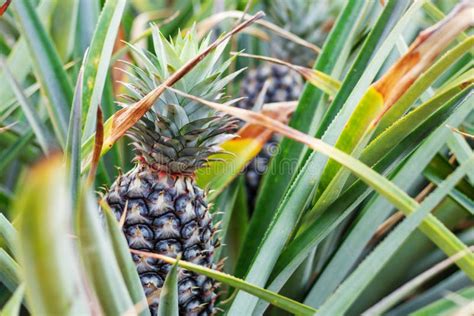 Pineapple Are Growing On Tree Stock Photo Image Of Flower