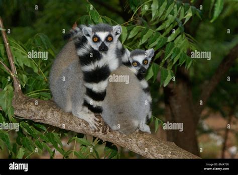 Ring Tailed Lemurs Madagascar Stock Photo Alamy