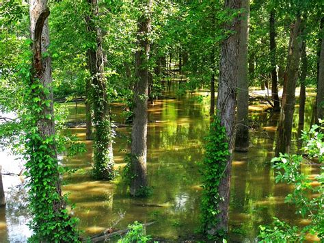 Free Photo Flooded Forest Flood Trees Green Free Image On Pixabay