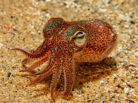 51 Most Colorful Octopuses And Squids In The World Color Meanings