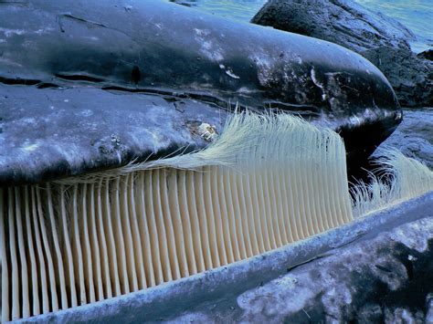 Quantos Dentes Tem Uma Baleia