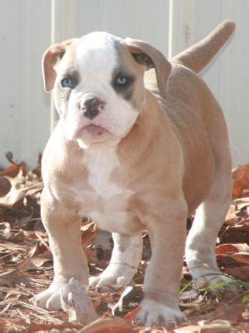 At the time, wild pigs had invaded the american temperament: Registered American Bulldog Puppies for Sale in Doss ...