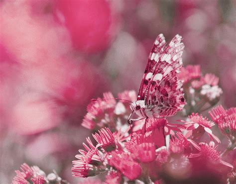 Pink Metamorphosis Butterfly Photography Behance