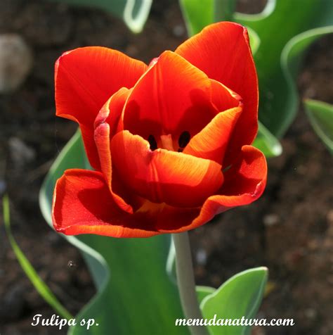 El Jardí De Menuda Natura Tulipa