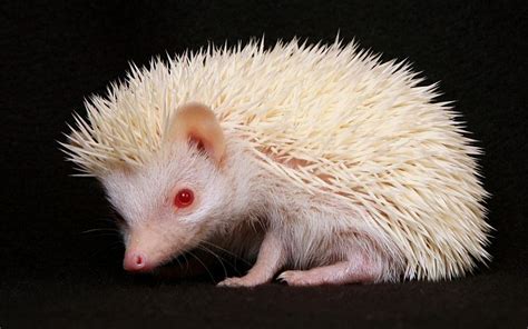 White Animals Hedgehogs Red Eyes Albino Free