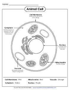 Learn about the main exploring plant and animal cells : Cell Parts Coloring | Plant cells worksheet, Plant and ...