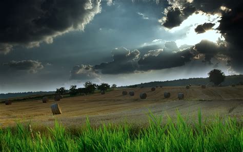 Online Crop Green Grass Field During Daytime Landscape Hd Wallpaper