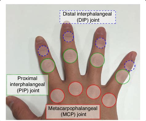 A Taxonomy Of Finger Knuckle Joints Blue Colored Circles Indicate