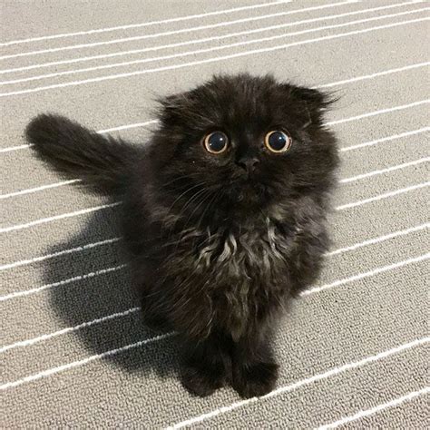 Meet Gimo The Cat With The Biggest Eyes Ever Cute Cats Beautiful