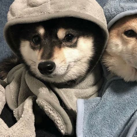 Save Follow Vi Dog Match Dog Photoshoot Cute Animals