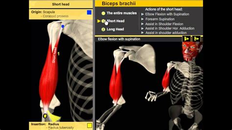 Anatomy Of Bicep Muscle