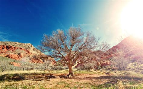 Sun Desert Dry Tree Landscape Beautiful Place Wallpaper Cool City