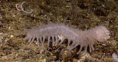 Real Monstrosities A Shaggy Sea Cucumber