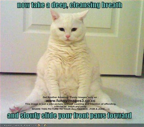 Funny Cat Picture Yoga Teacher Funny Pictures Cat