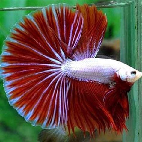 Buy Red Dragon Halfmoon Betta Aquarium Fish Online Aqu