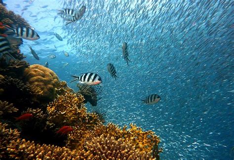 Sebagai negara dengan luas perairan lebih besar daripada daratan, pastinya indonesia memiliki banyak sekali jenis spesies air yang unik. Menteri Susi: Indonesia fokus tangani isu perdagangan ikan ...