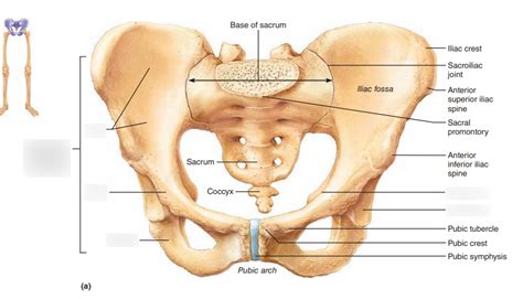 A pelvic fracture is a break in any one of those bones. Pelvic Girdle Anatomy