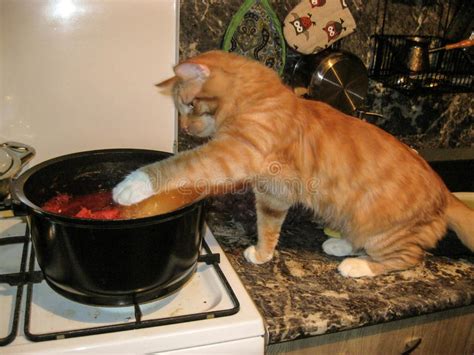 Chef Cat Stock Image Image Of Soup Kitten Tasty Kitchen 79923241