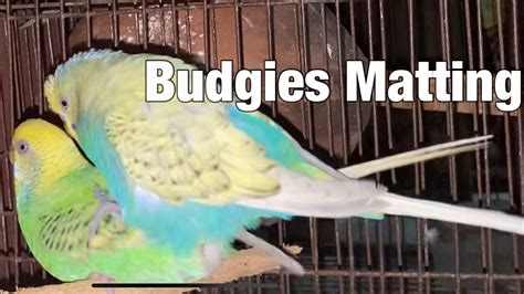 Budgies Mating Call Sound In Cage Parakeets Mating Call Sound In Cage