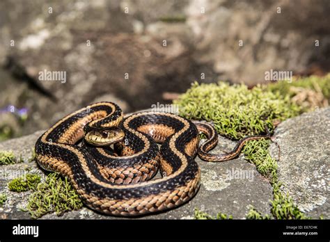 Eastern Garter Snake Stock Photo Alamy
