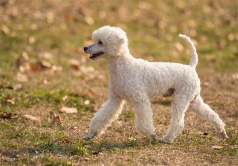 The Kind And Intelligent German Shepherd Poodle Mix Dog K9 Web