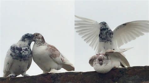 Pigeon Kissing And Mating Scene High Flyer Pigeon Breeding Season Part
