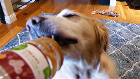 Dog Asmr 1 Hour Dog Licking Peanut Butter Out Of An Empty Jar