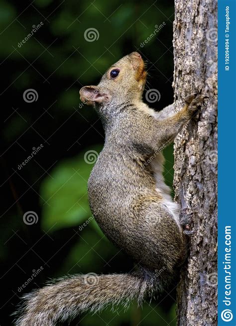 Eastern Fox Squirrel 815570 Stock Photo Image Of Niger Climbing