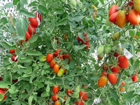 Productive and strong plant, however the tomatoes were tasteless. TOMATO JULIET 4 PACK | Oceanview Home and Garden