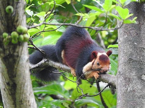 These Giant Multi Colored Squirrels In India Can Grow Up To 36 Inches