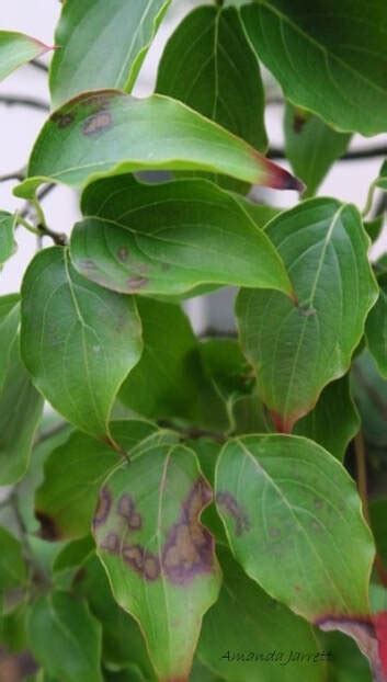 Dogwood Anthracnose The Garden Websitecom