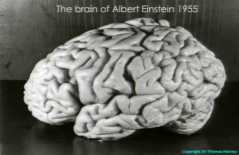 On This Birthday Of Albert Einstein Here Are 5 Things You Did Not Know