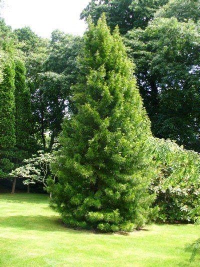 Check spelling or type a new query. Umbrella Pine Information - Learn About Japanese Umbrella ...