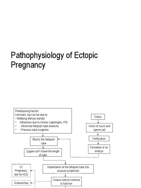 Pathophysiology Of Ectopic Pregnancy Pdf Diseases And Disorders