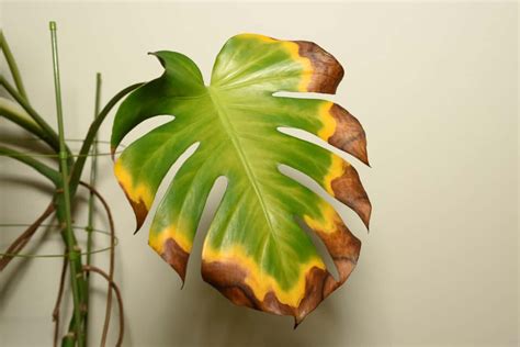 5 Reasons Your Monstera Leaves Are Turning Yellow How To Fix It