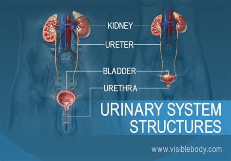 Human Urinary System Bladder Ureter Urethra Kidney Anatomical Model