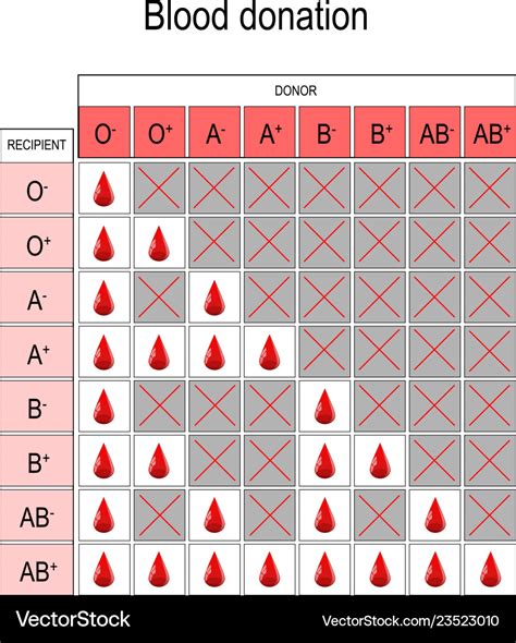 Blood Donation Chart Recipient And Donor Vector Image