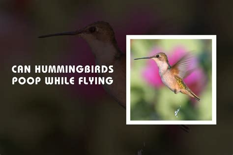 Can Hummingbirds Poop While Flying Wild Bird Buzz
