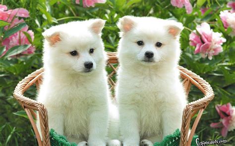 Cute Puppy And Kitten Wallpapers 58 Images