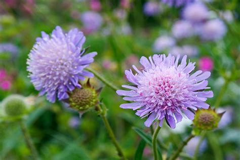 Field Scabious British Wild Flowers Woodland Flowers Wild Flowers