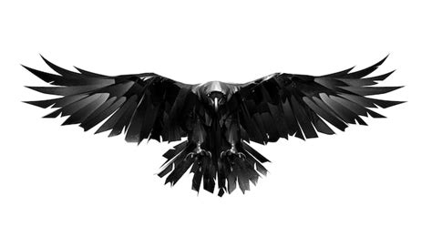 Raven Bird Wings