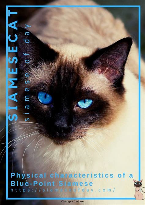 Siamese cat pictures you will would you like to breed this comes utilizing a mute button. Expected Life Span of a Blue-Point Siamese Cat | Blue ...