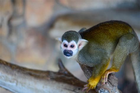 Squirrel Monkey Animal World And Snake Farm