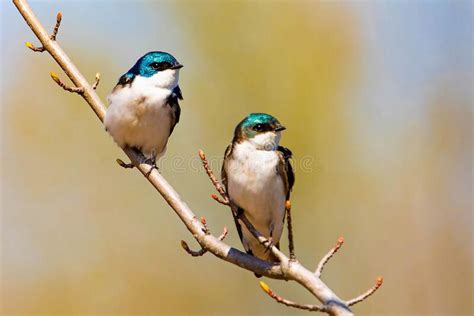 Cute Tree Swallow Birds Couple Mating Close Up Portrait In Spring Stock Image Image Of Male