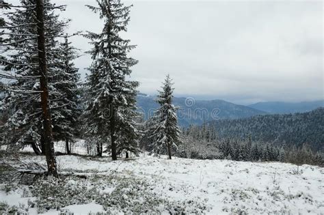 Snow Covered Pine Spruce Trees And On The Background Mountain Range And