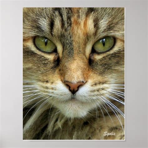 Feral Cat Portrait Print Zazzle
