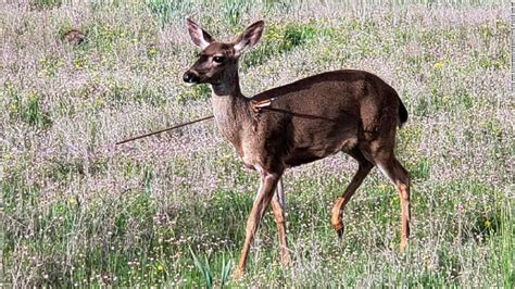 Deer In Oregon Are Walking Around With Arrows In Their Bodies Police